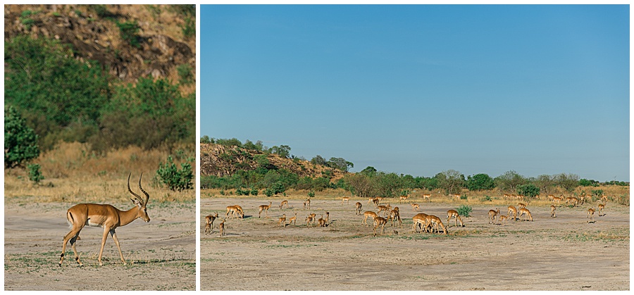 Chobe National Park Safari Botswana-1029_blog