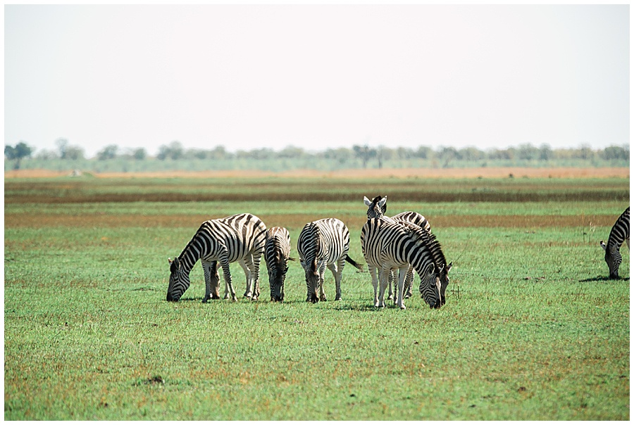 Chobe National Park Safari Botswana-1052_blog