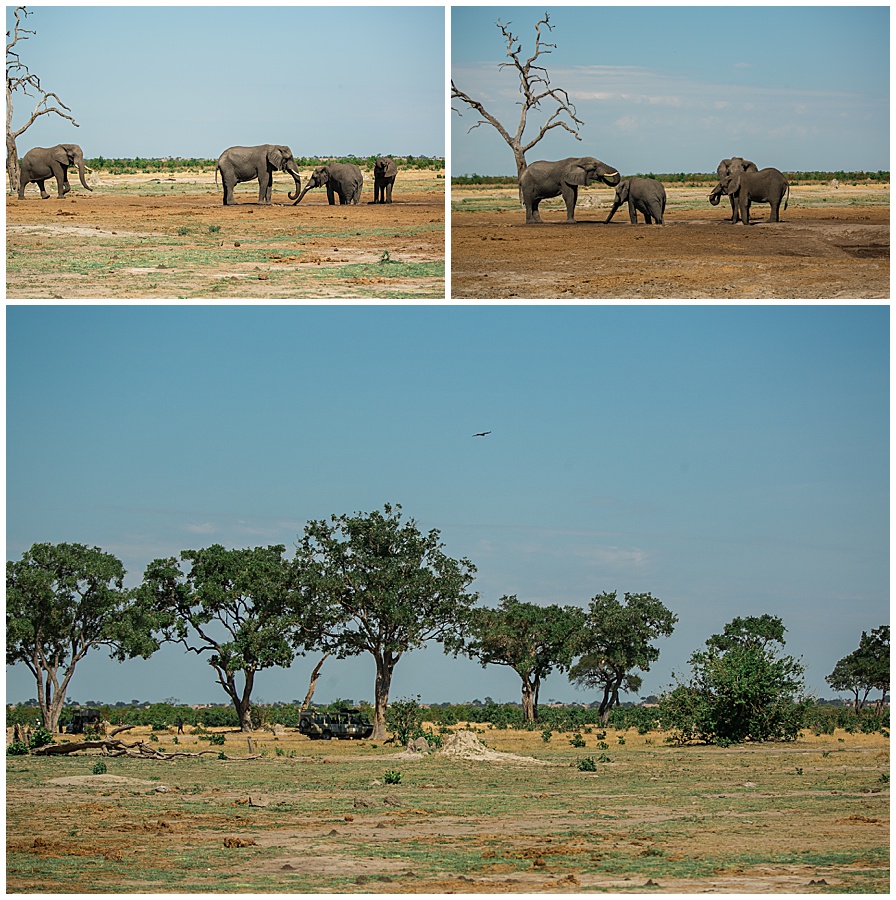 Chobe National Park Safari Botswana-1053_blog