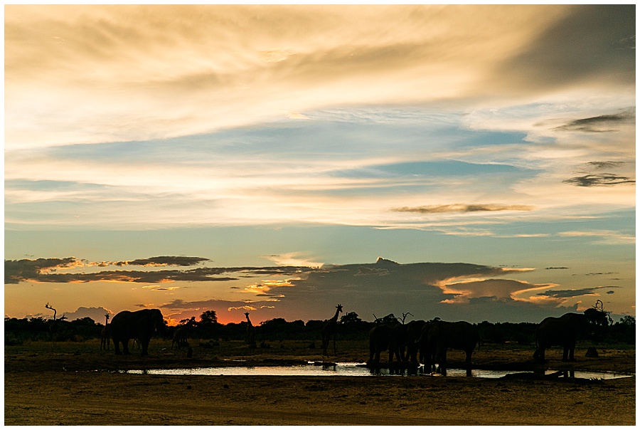 Chobe National Park Safari Botswana-1092_blog