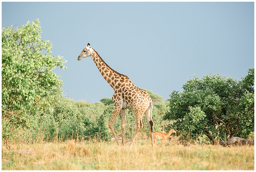 Chobe National Park Safari Botswana-1103_blog