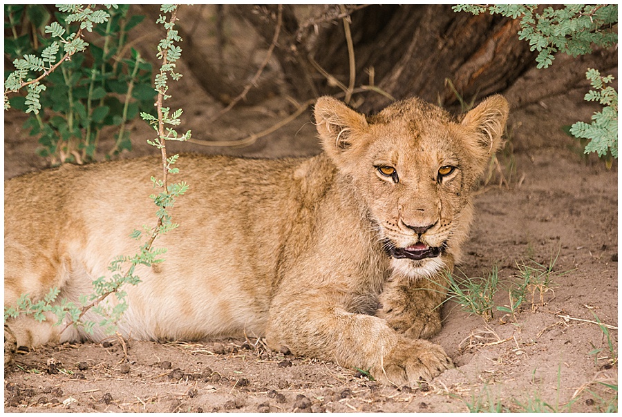 Chobe National Park Safari Botswana-1148_blog