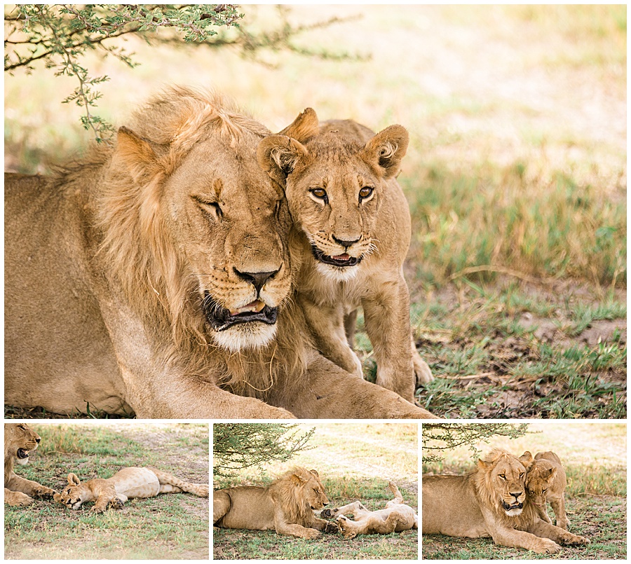 Chobe National Park Safari Botswana-1153_blog