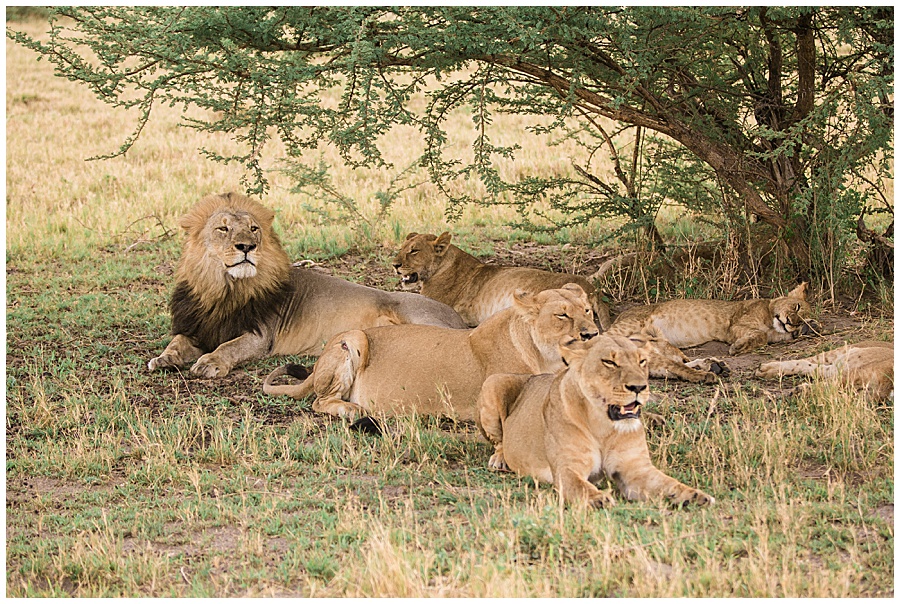 Chobe National Park Safari Botswana-1161_blog