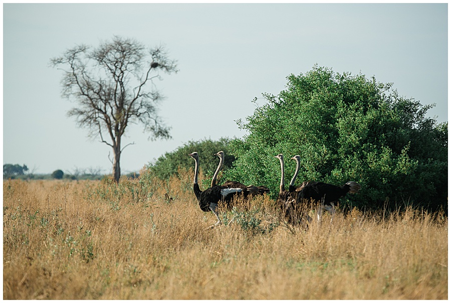 Chobe National Park Safari Botswana-1030_blog