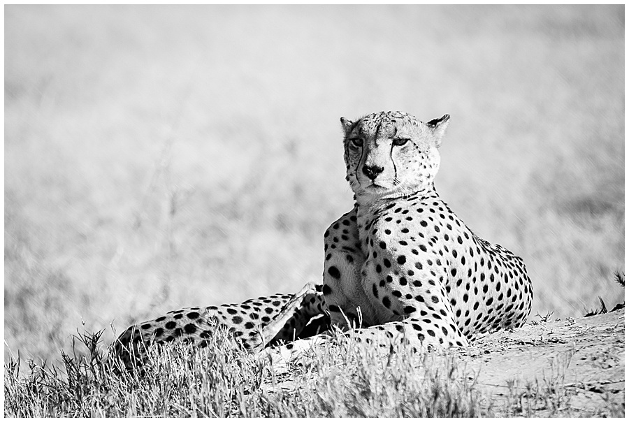 Chobe National Park Safari Botswana-1034_blog