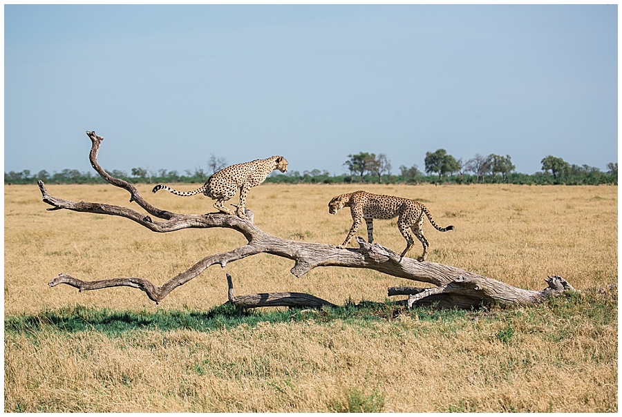 Chobe National Park Safari Botswana-1046_blog