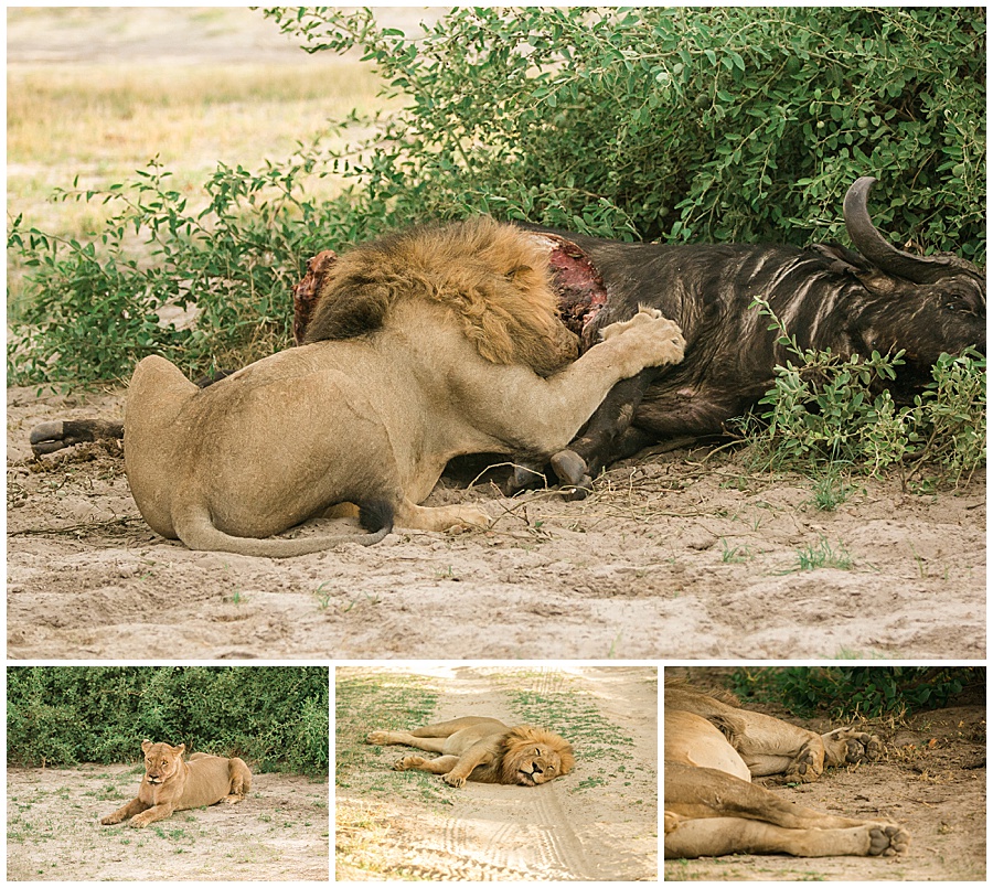 Chobe National Park Safari Botswana-1074_blog