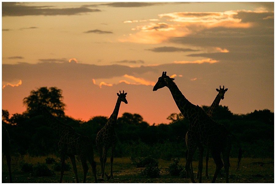 Chobe National Park Safari Botswana-1093_blog