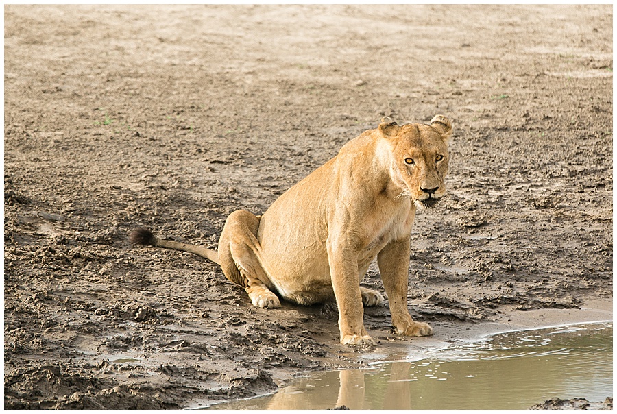 Chobe National Park Safari Botswana-1113_blog
