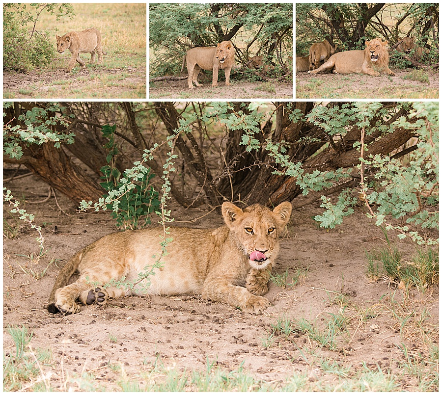Chobe National Park Safari Botswana-1142_blog
