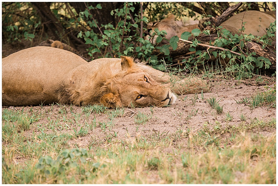 Chobe National Park Safari Botswana-1145_blog