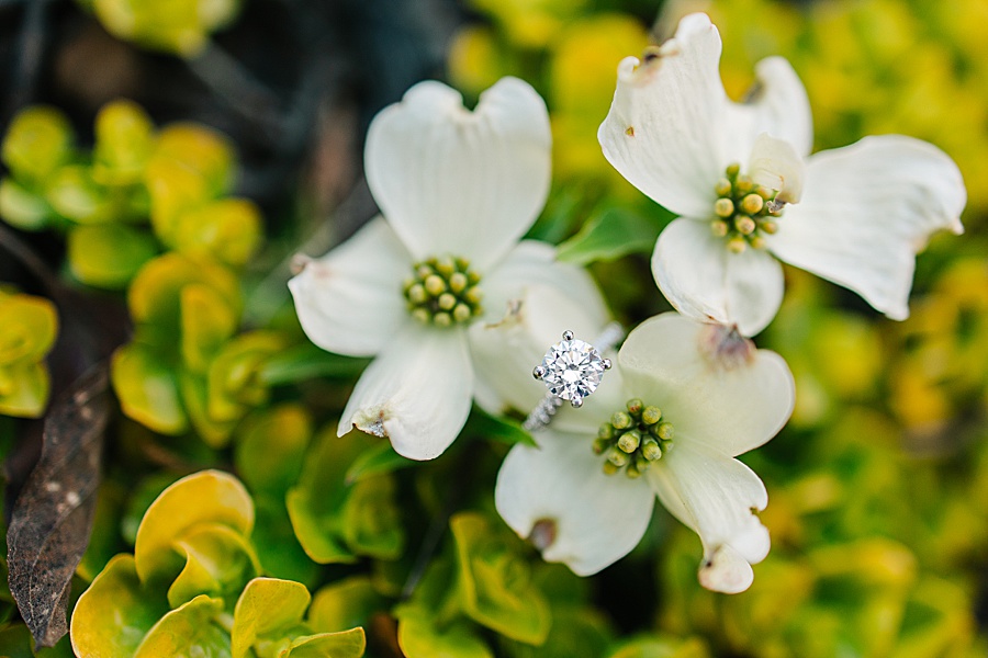 macro diamond ring image amongst white dogwood blooms